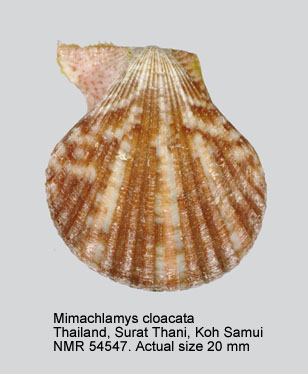 Mimachlamys cloacata.jpg - Mimachlamys cloacata(Reeve,1853)